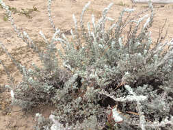 Image of beach wormwood