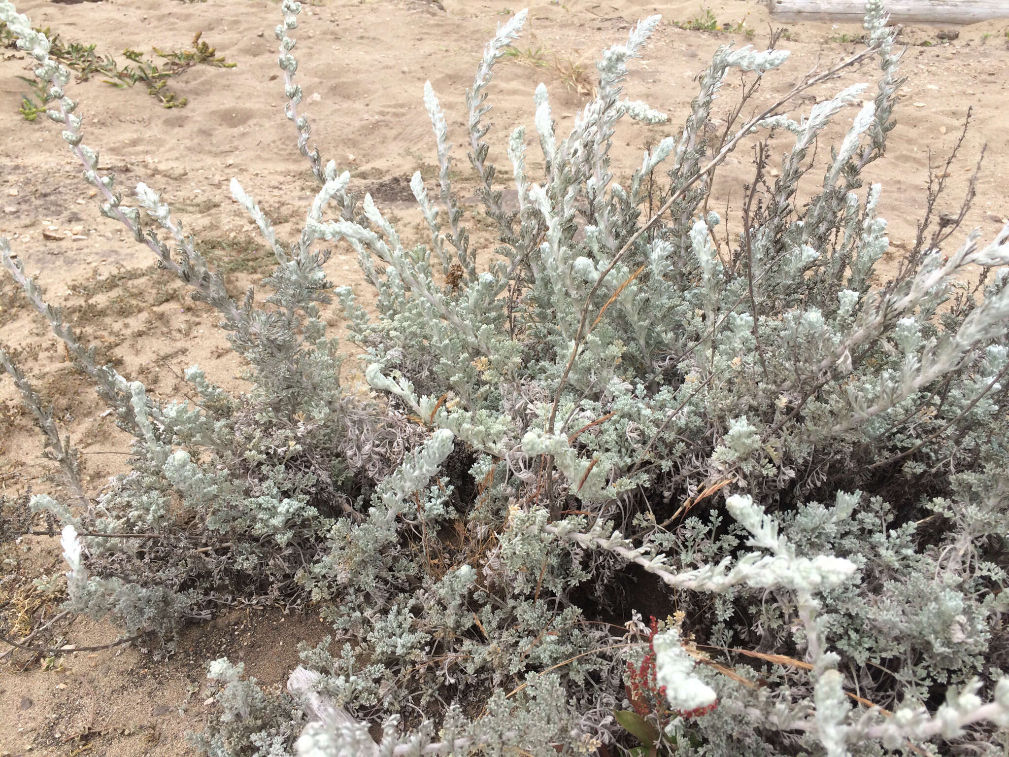 Image of beach wormwood