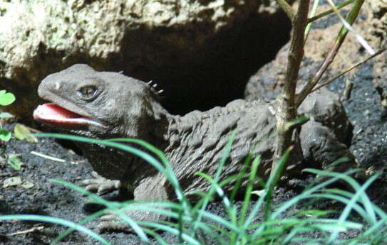 Image of Cook Strait Tuatara