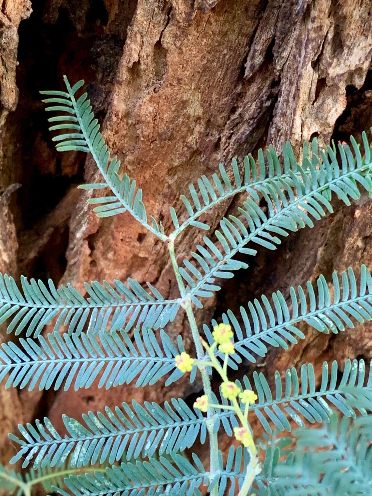 صورة Acacia dealbata subsp. dealbata