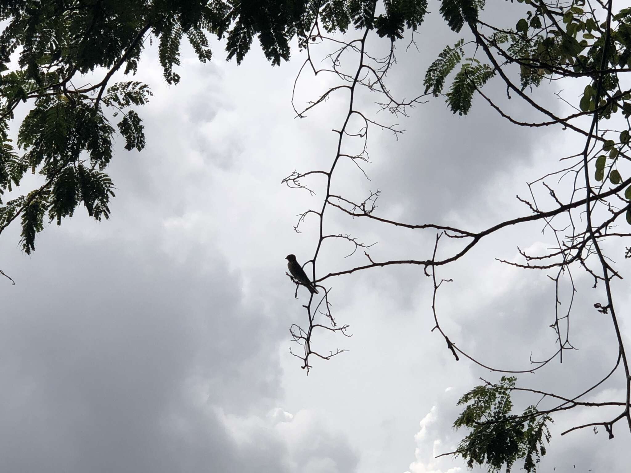 Image of Pacific Swallow