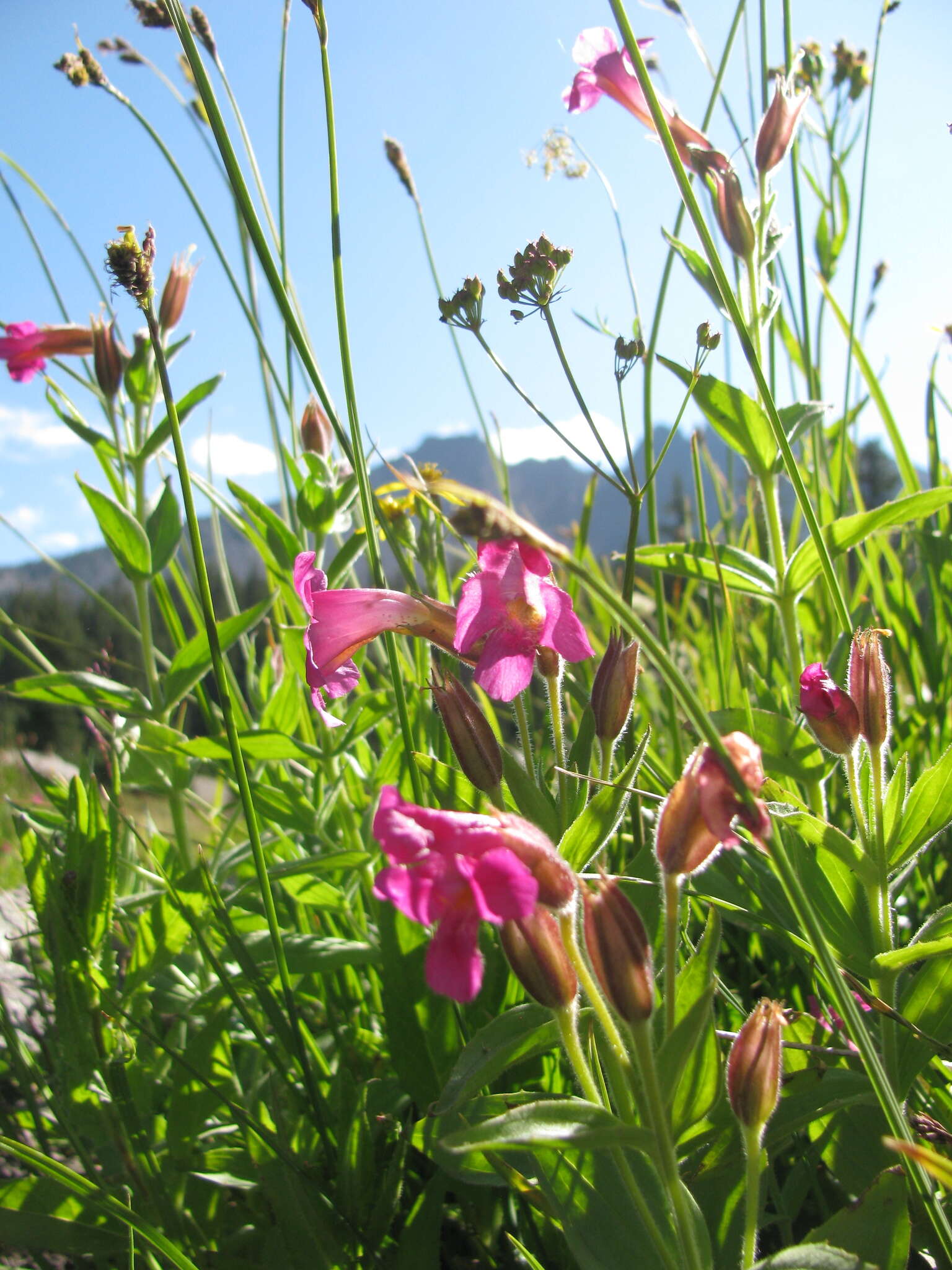 Image of Great Purple Monkey-Flower