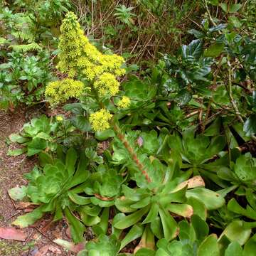 Image of Aeonium cuneatum Webb & Berth.