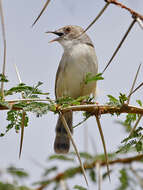 Image of Trilling Cisticola