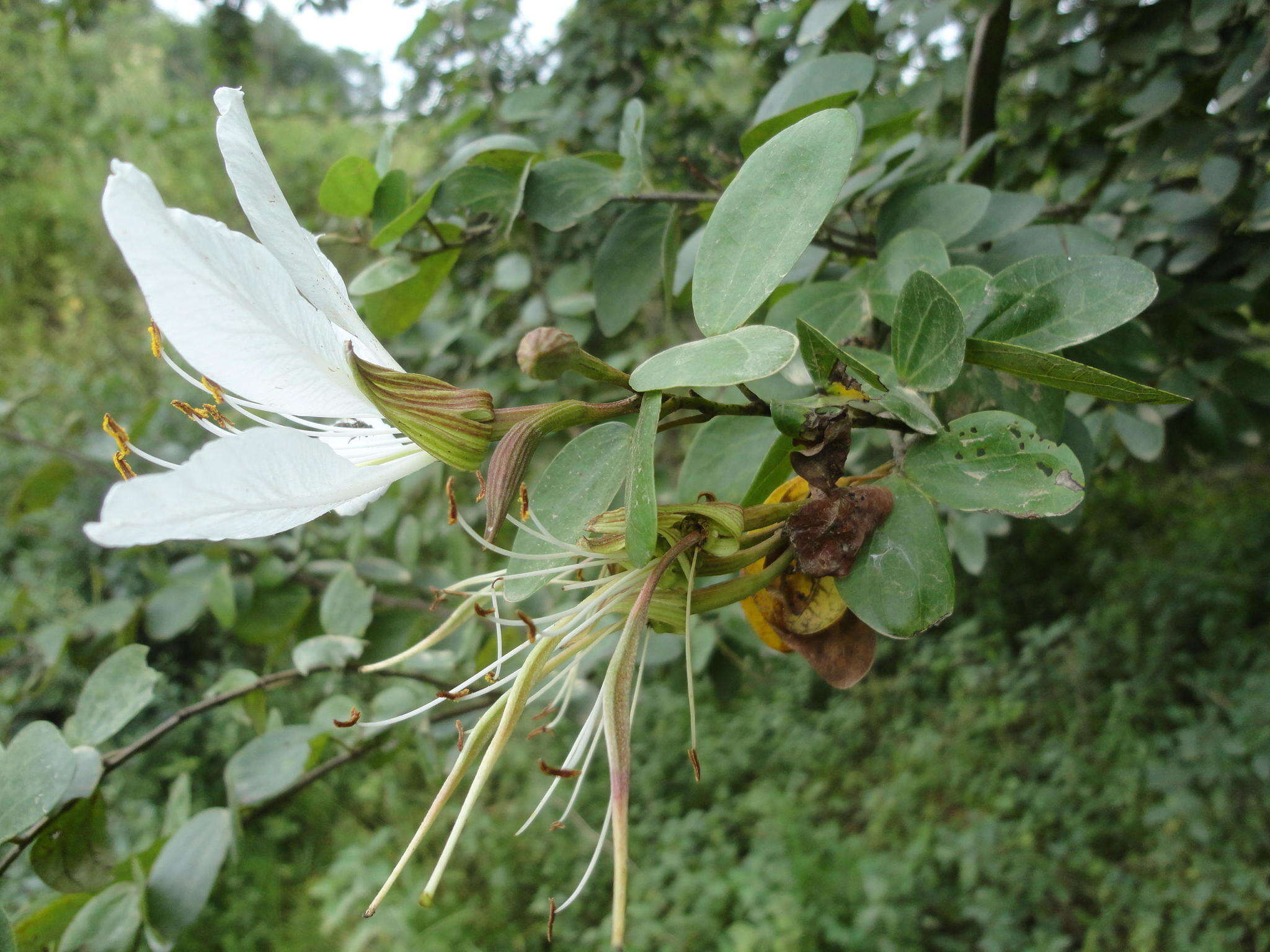 Image of Kei white bauhinia