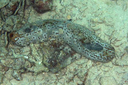 Image of Leopardfish