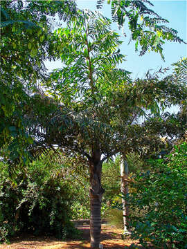 Image of Burmese fishtail palm