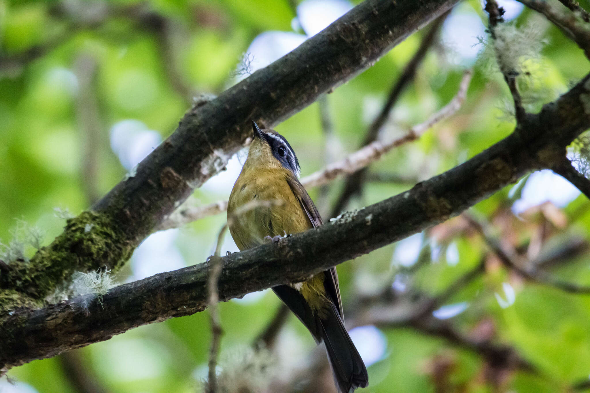 Image of White-browed Bush Robin