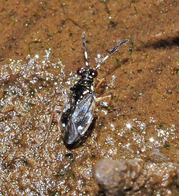 صورة Chartoscirta cocksii (Curtis 1835)