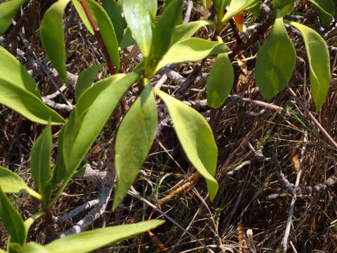 Sivun Bontia bontioides (A. Gray) L. V. Aver'yanov kuva