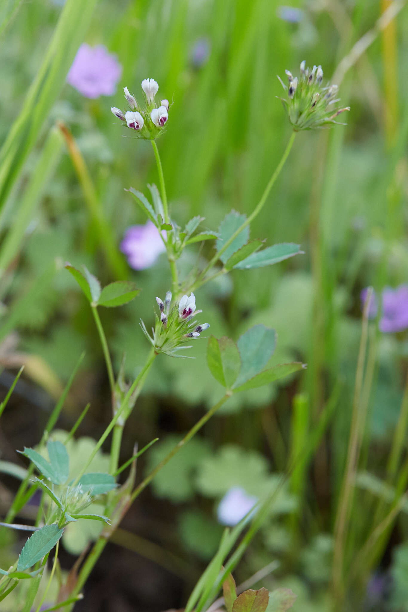 Sivun Trifolium oliganthum Steud. kuva