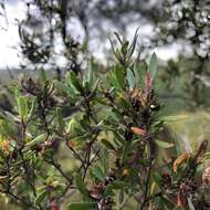 Sivun Leptospermum trinervium (Smith) J. Thompson kuva