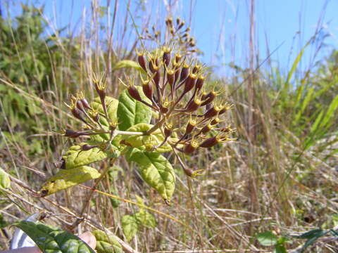 Image of Exostema lineatum (Vahl) Schult.