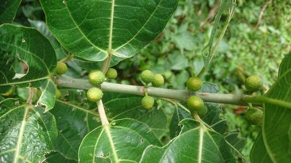 Image of Ficus cumingii Miq.