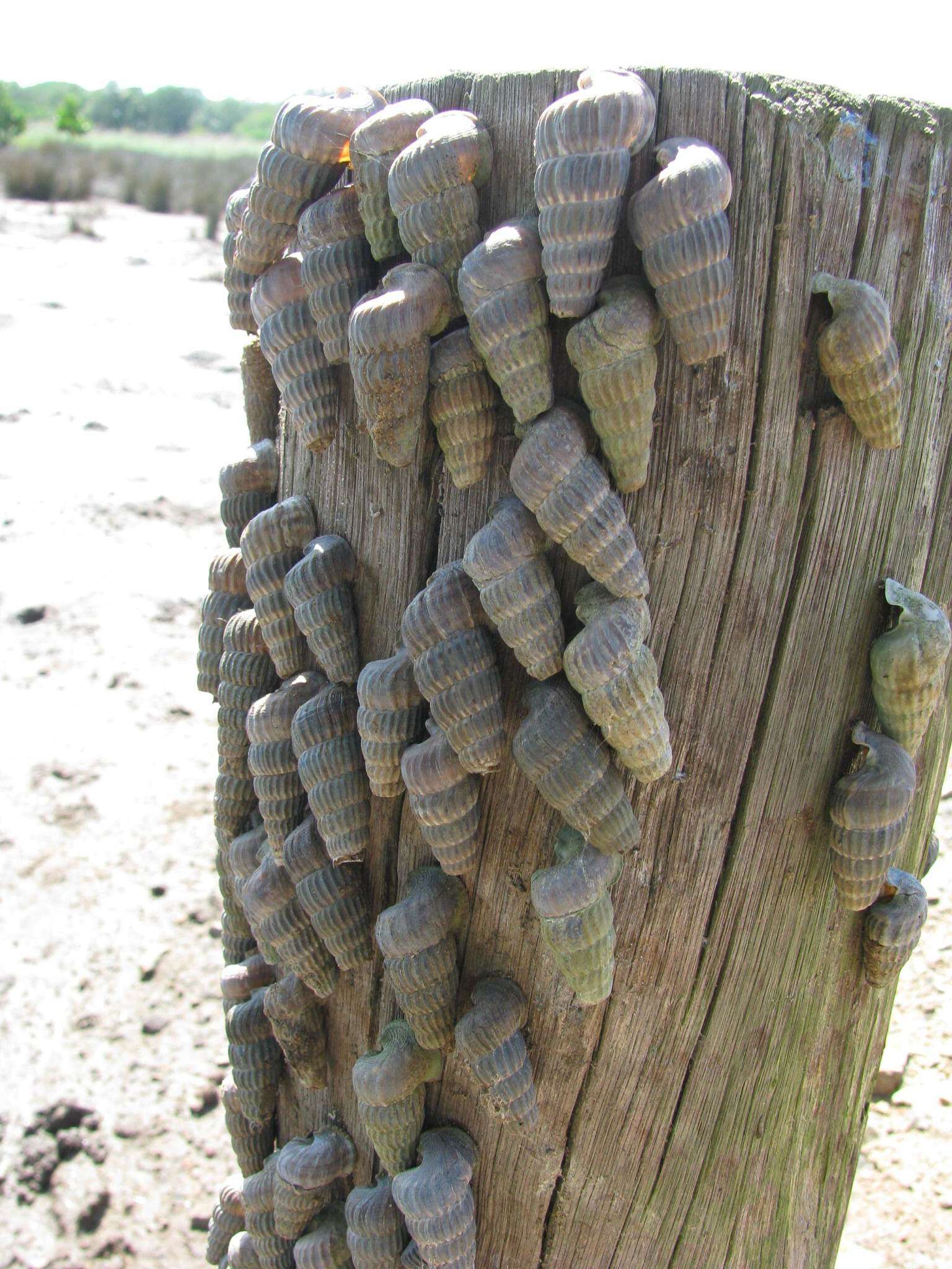 Image of truncated mangrove snail