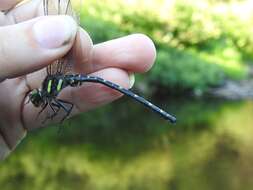 Imagem de Cordulegaster maculata Selys 1854