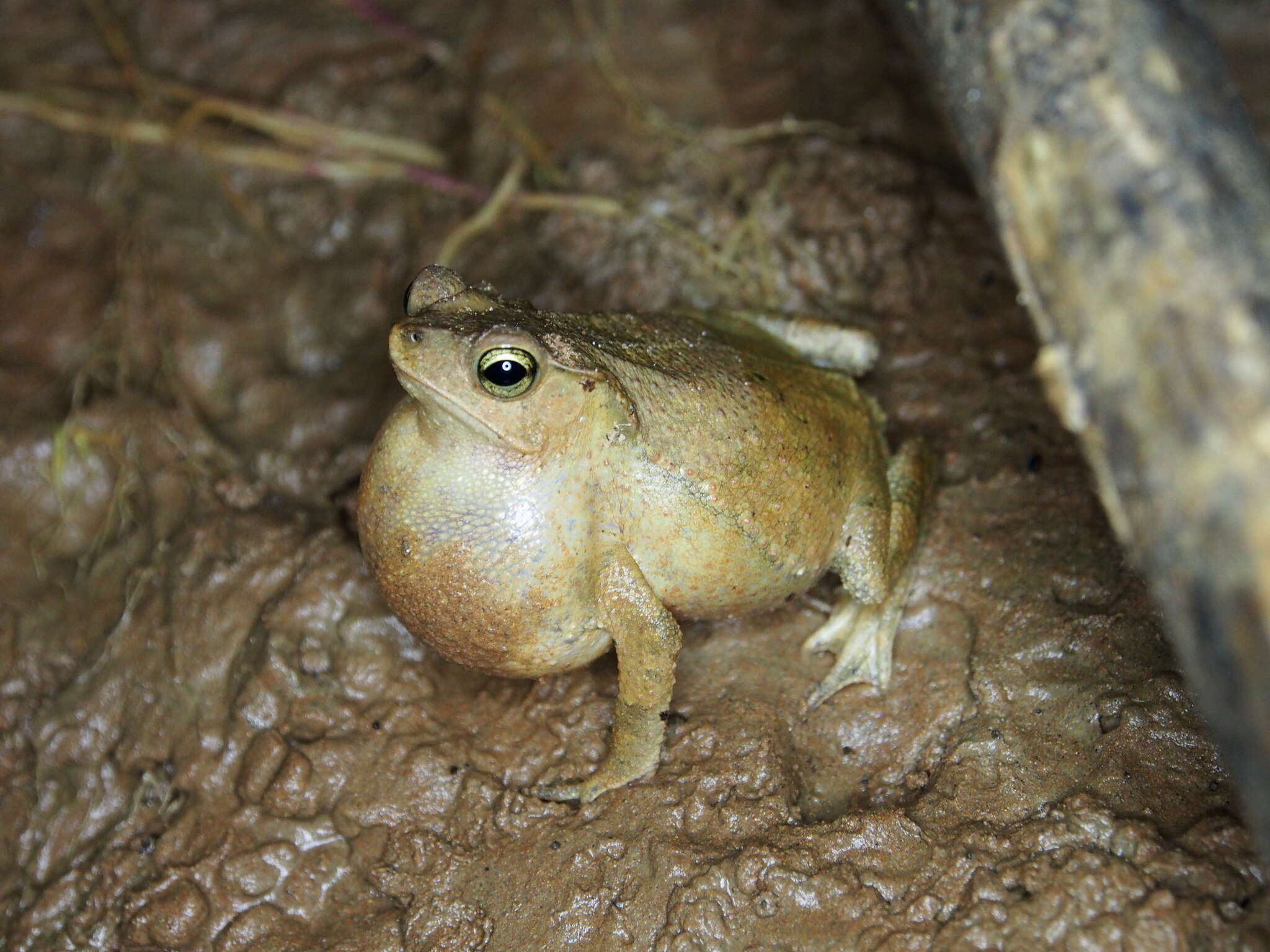 Image of Rhinella castaneotica (Caldwell 1991)