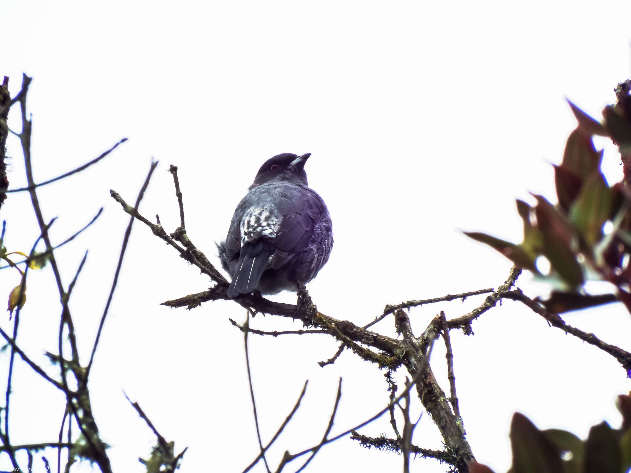 Image of Crested Cotingas