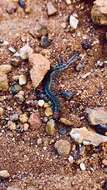 Image of Scolopendra laeta Haase 1887