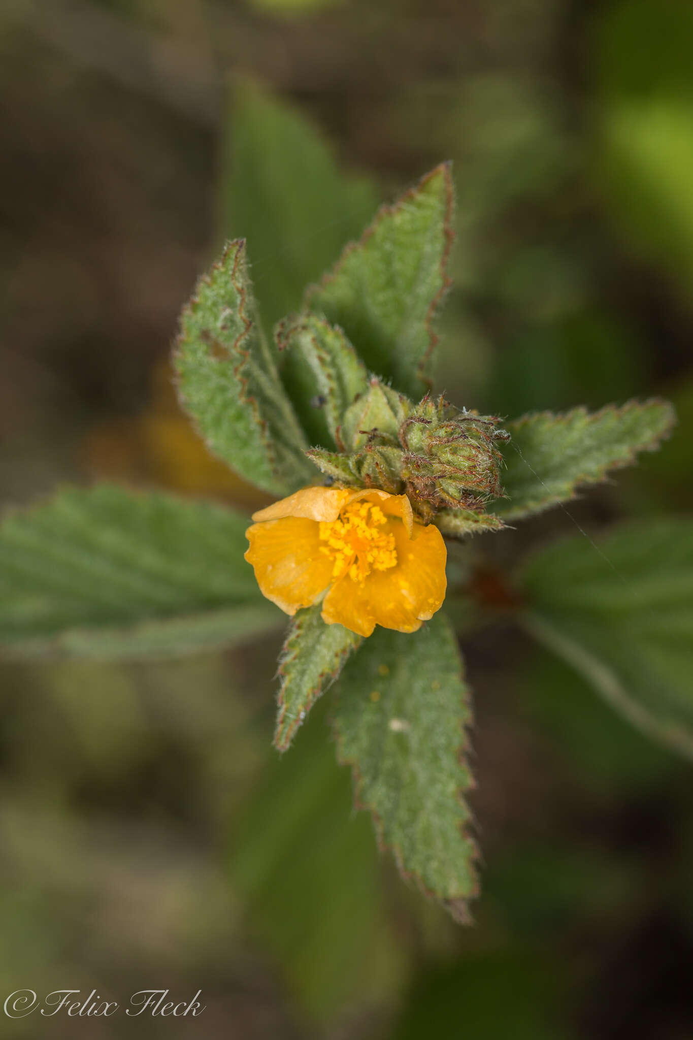 Image de Malvastrum bicuspidatum (S. Wats.) Rose