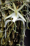 Image of Ghost orchid