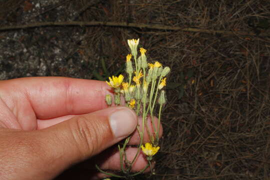 صورة Pilosella piloselloides subsp. piloselloides