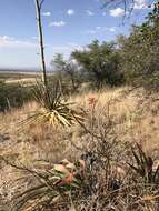 Sivun Erythrina flabelliformis Kearney kuva