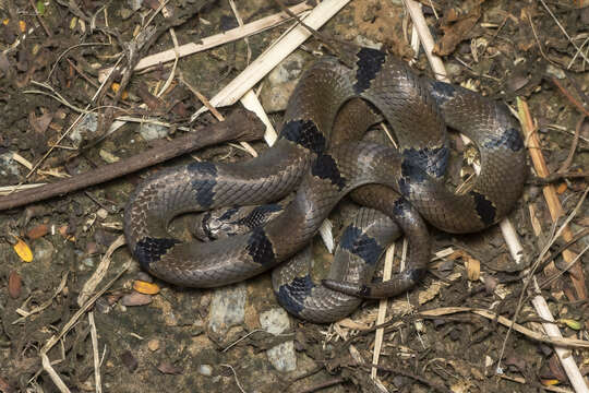 Image of Oligodon arnensis (Shaw 1802)