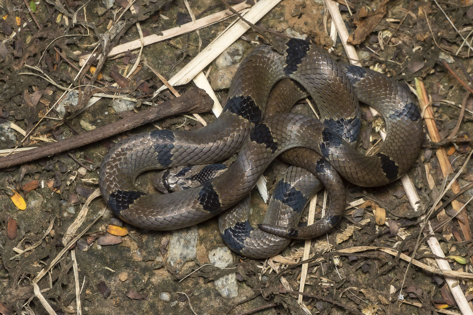 Imagem de Oligodon arnensis (Shaw 1802)