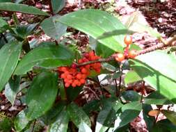 Image of Medinilla crassifolia (Reinw. ex Bl.) Bl.