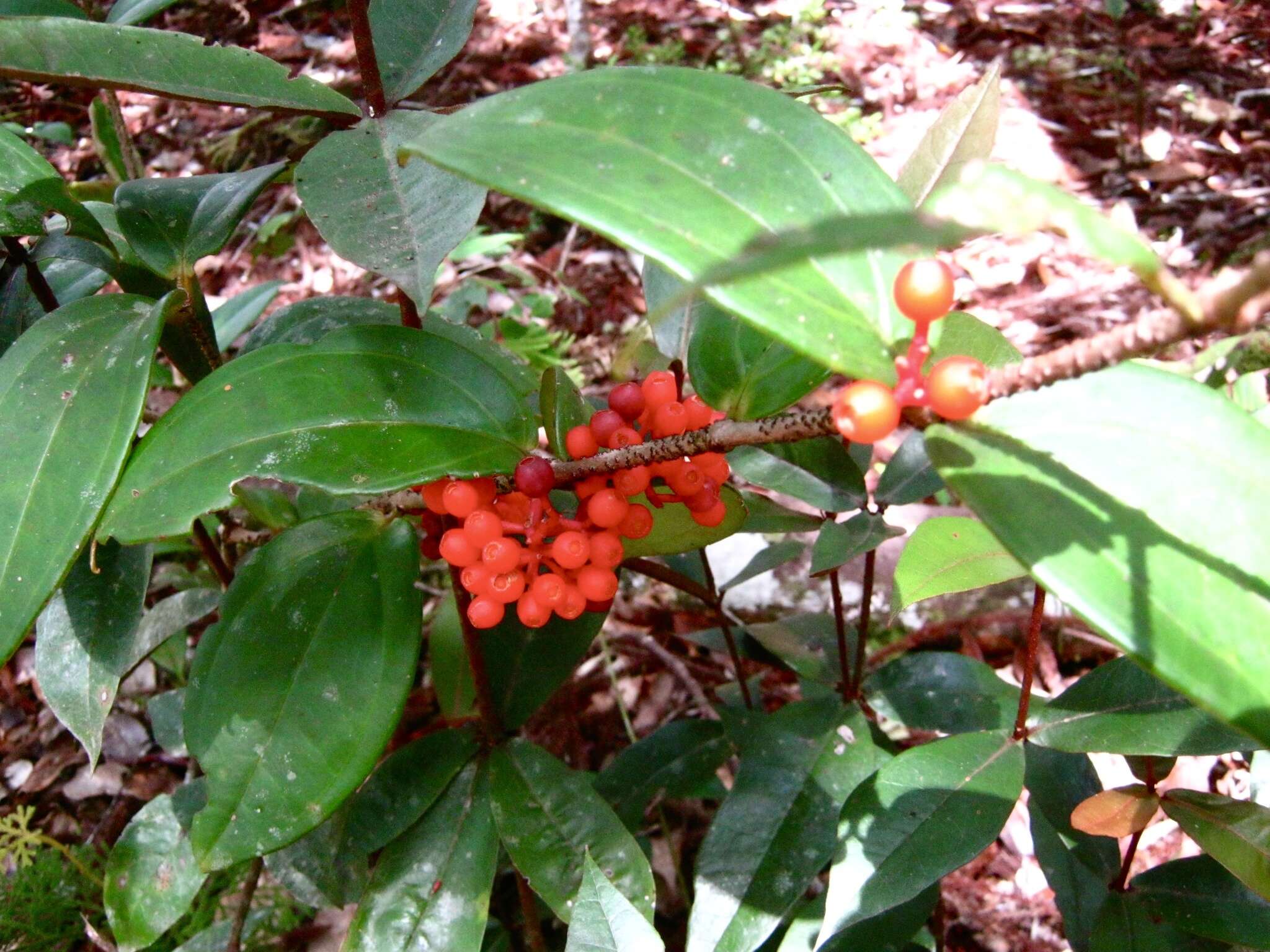 Image of Medinilla crassifolia (Reinw. ex Bl.) Bl.