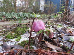 Image de Rose de carême