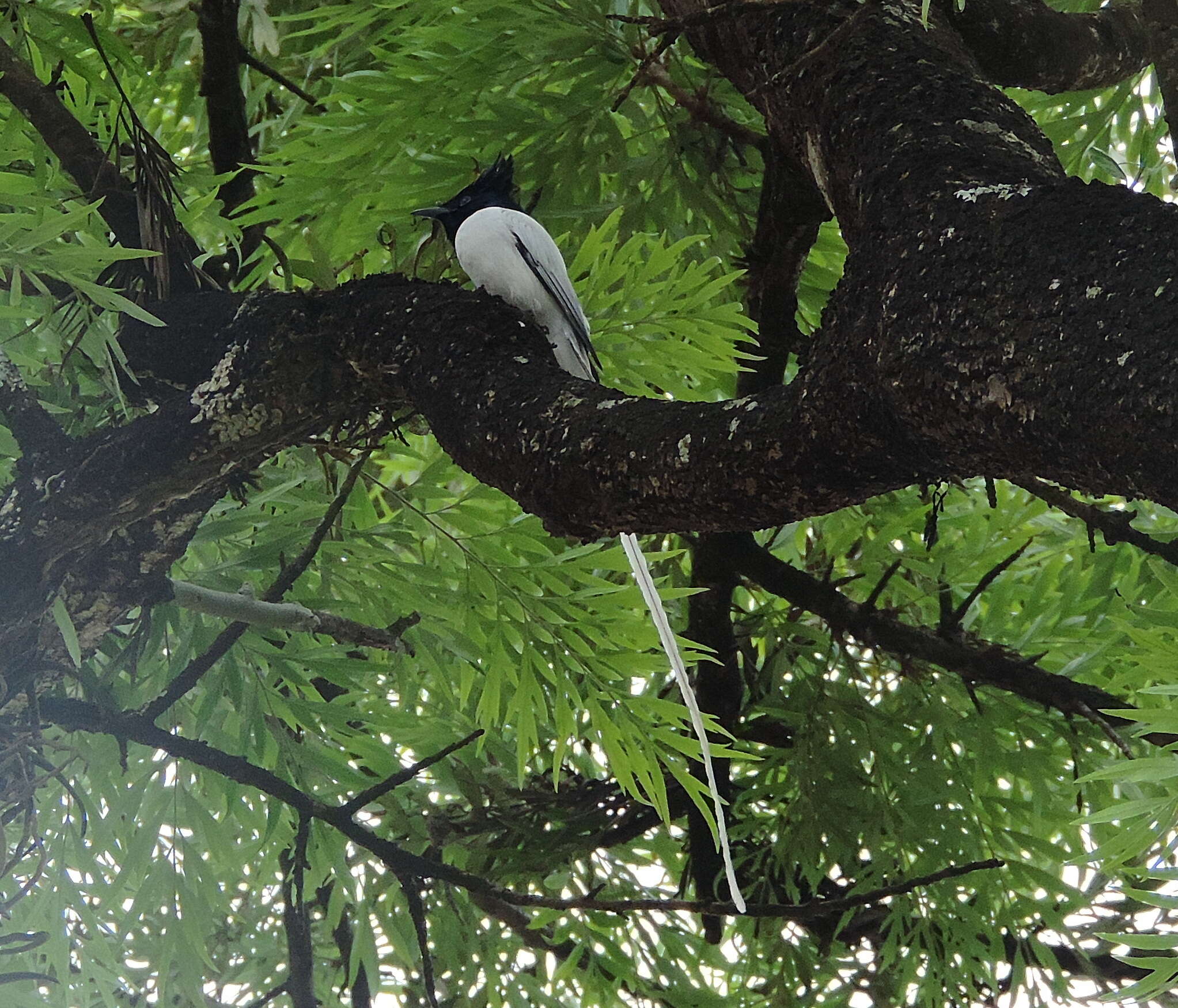 Image of Asian Paradise-Flycatcher