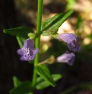 Scutellaria parvula Michx. resmi