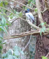 Image of Asian Paradise-Flycatcher