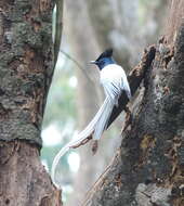 Image of Asian Paradise-Flycatcher