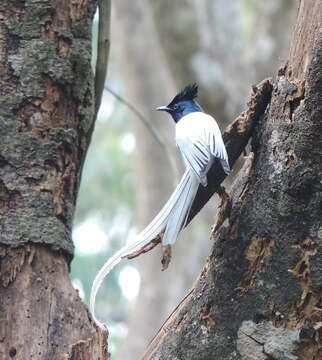 Image of Asian Paradise-Flycatcher