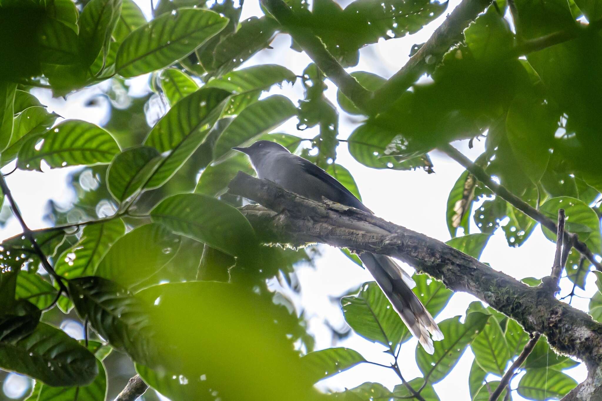 Image of Long-tailed Sibia