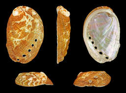 Image of Abalone