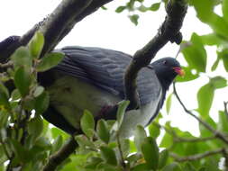 Image of Chatham Island pigeon