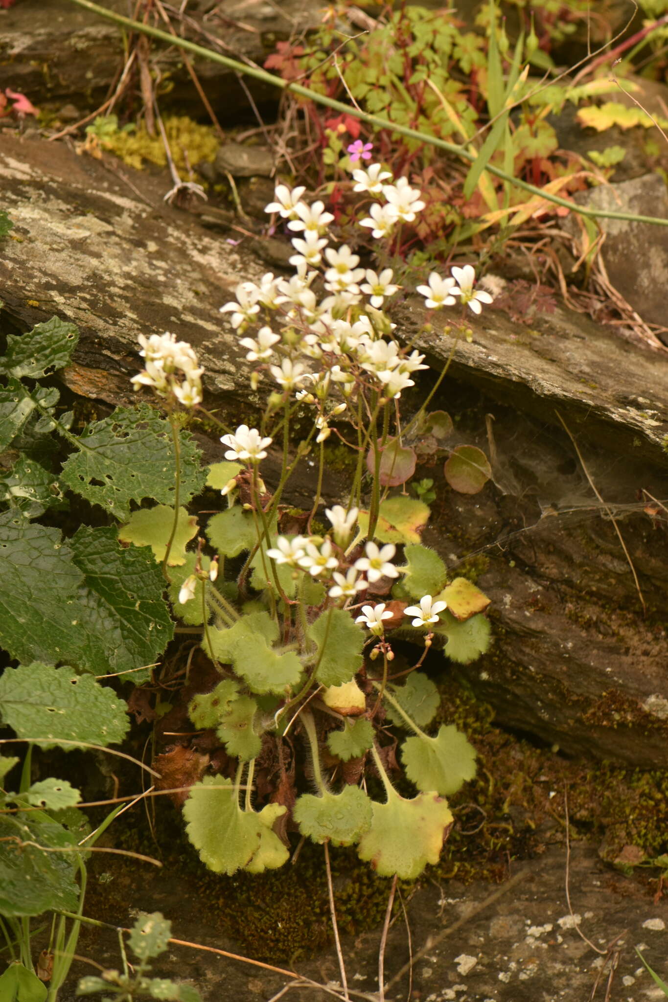 Plancia ëd Saxifraga granulata L.