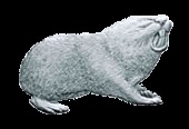 Image of Sandy Blind Mole Rat