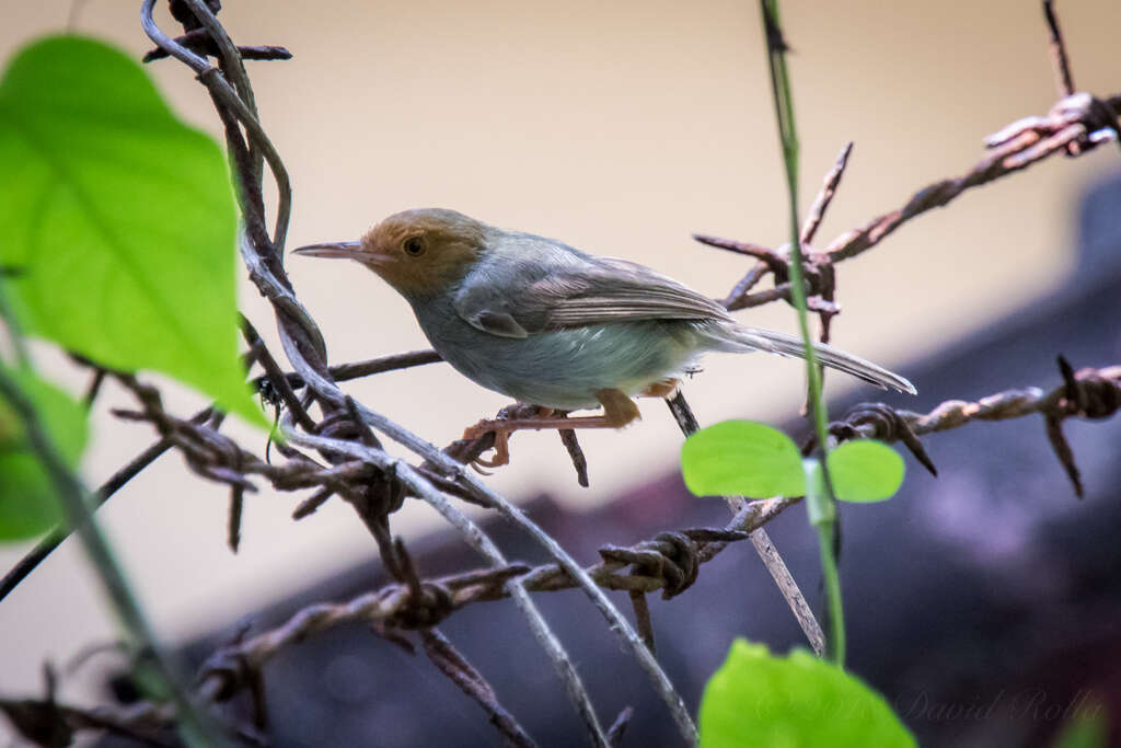 Image of Olive-backed Tailorbird