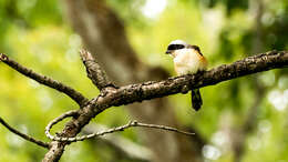 Image of Bay-backed Shrike