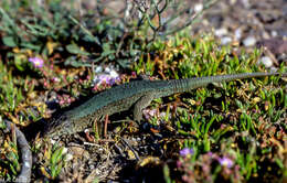 Image of Lilford's Wall Lizard