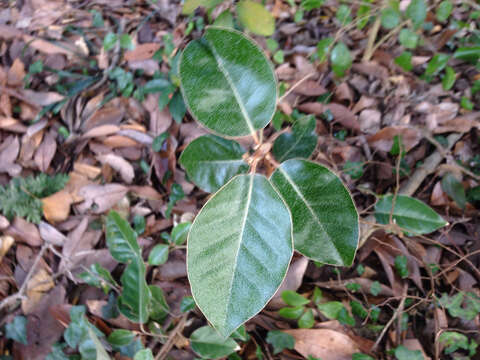 Image of Elaeagnus macrophylla Thunb.