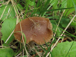 Image of Entoloma lanuginosipes Noordel. 1979