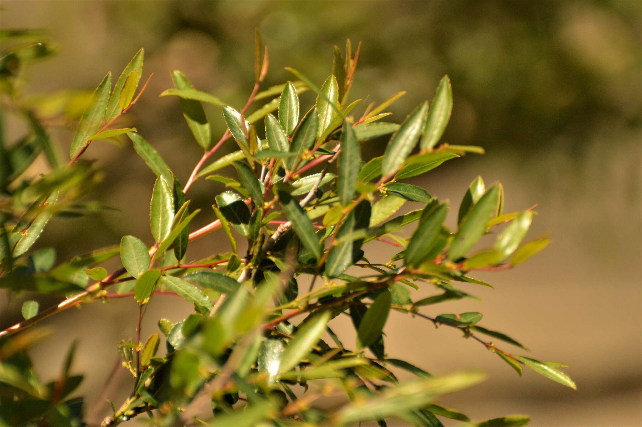 Image de Phyllanthus sellowianus (Klotzsch) Müll. Arg.