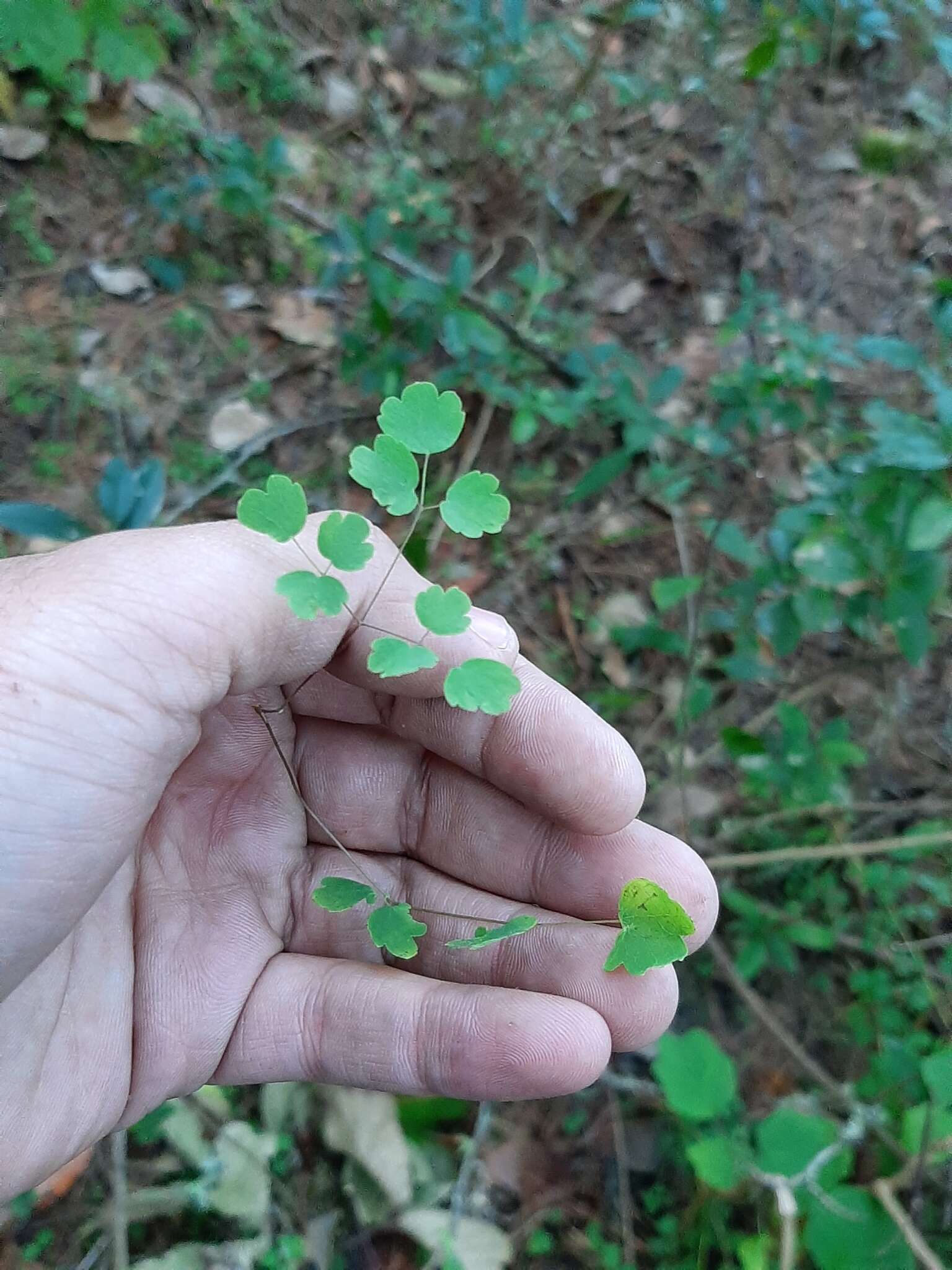 Слика од Thalictrum strigillosum Hemsl.