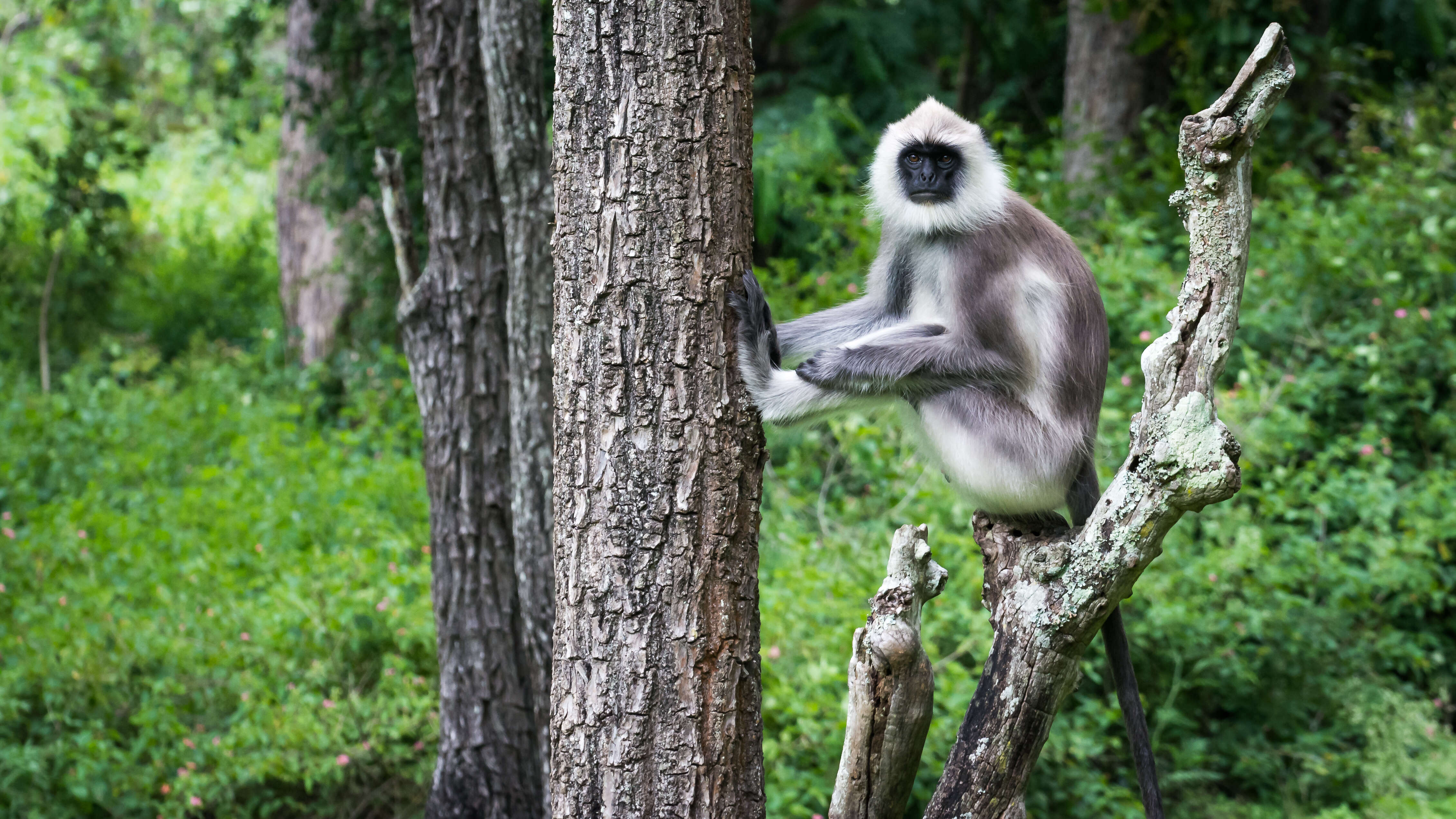 صورة Semnopithecus priam Blyth 1844